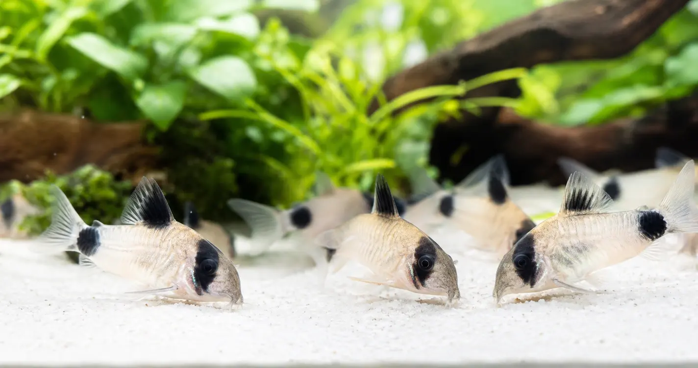 熊貓鼠魚好養嗎?夏天水溫是最大關卡