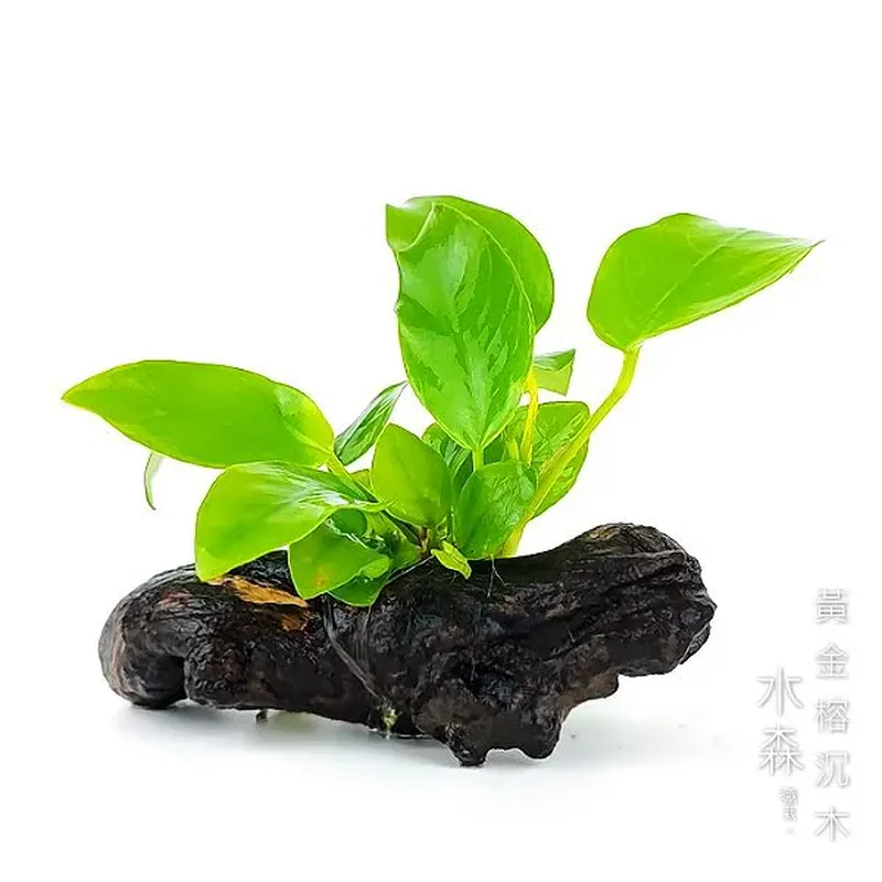水森職栽 黃金小榕沉木 (S)