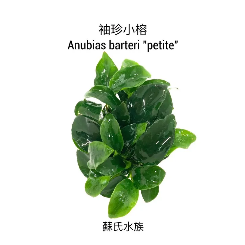 蘇氏水族 正版袖珍小榕／迷你小榕