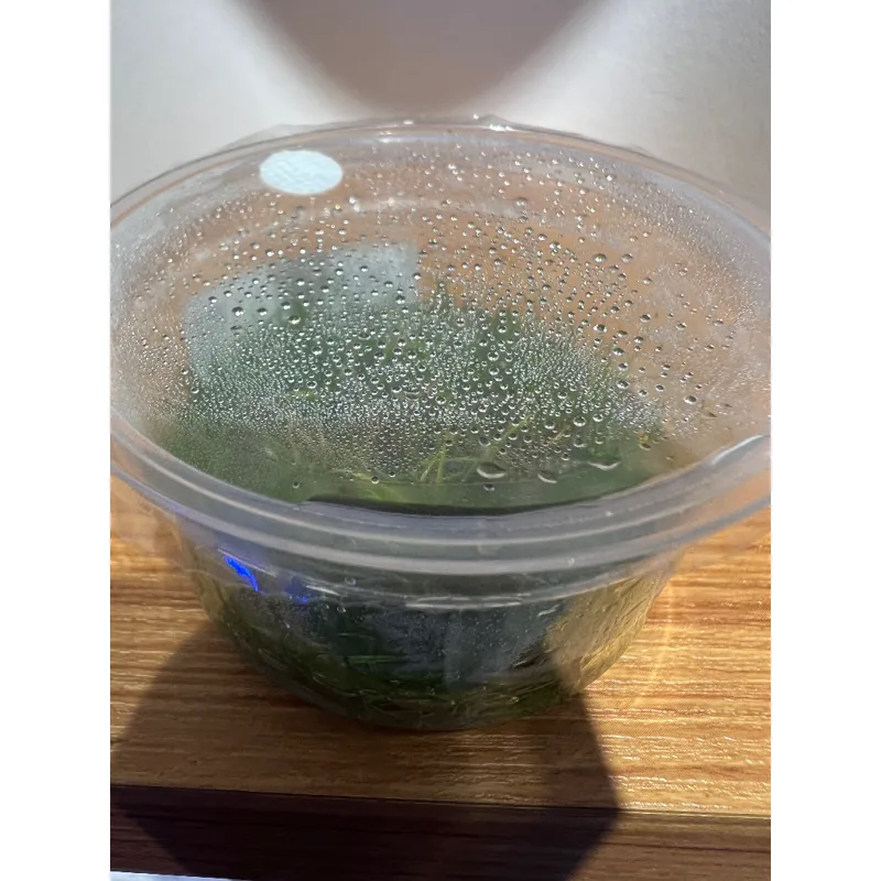 水族之森 組培迷你牛毛氈（Eleocharis parvula）