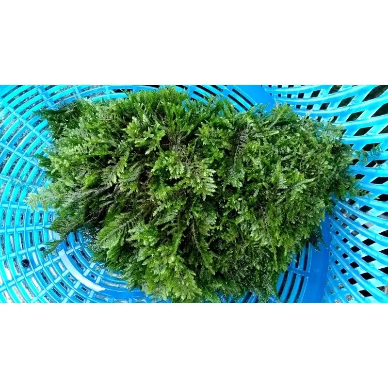 草緣水草專賣店 大三角莫絲（一克）