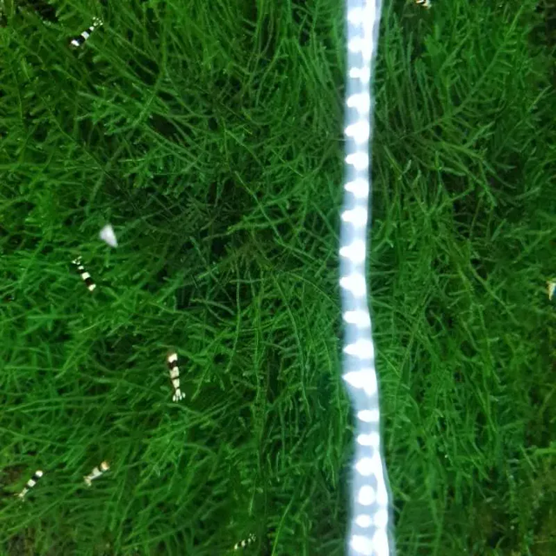 光欣蝦舍水族 莫絲水草（便宜賣）