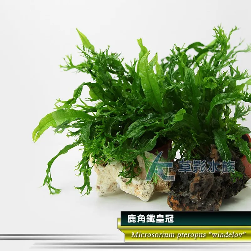 AC草影 鹿角鐵皇冠
