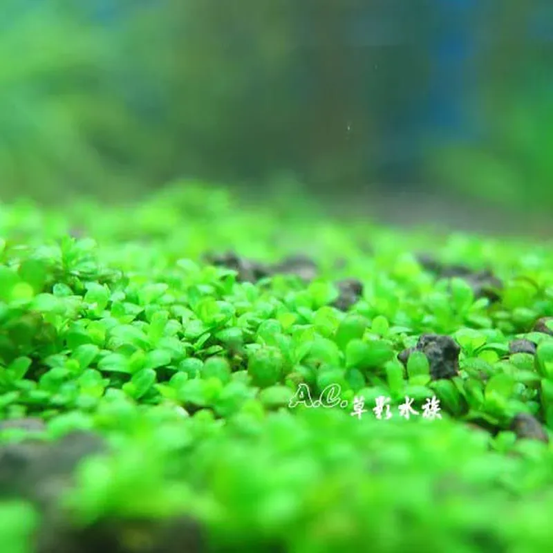 AC草影 迷你矮珍珠