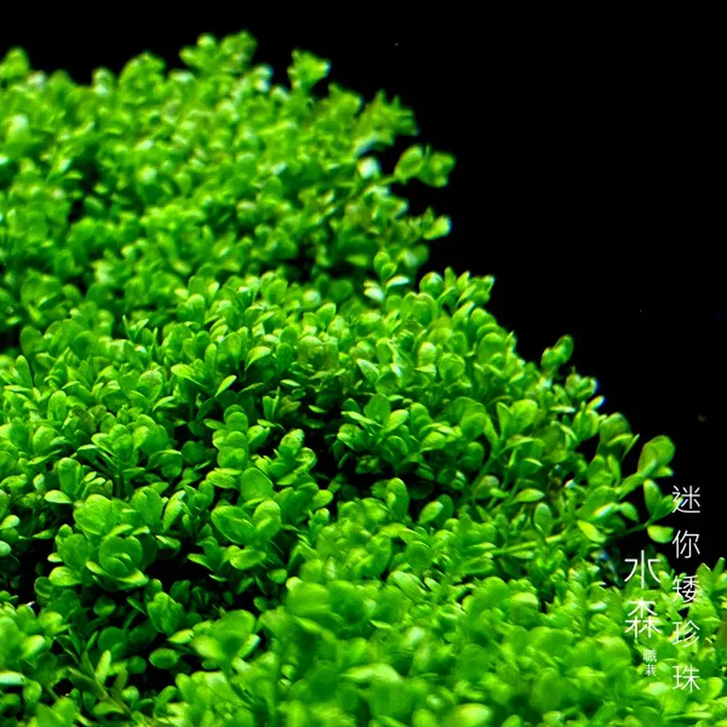 水森職栽 迷你矮珍珠鐵片