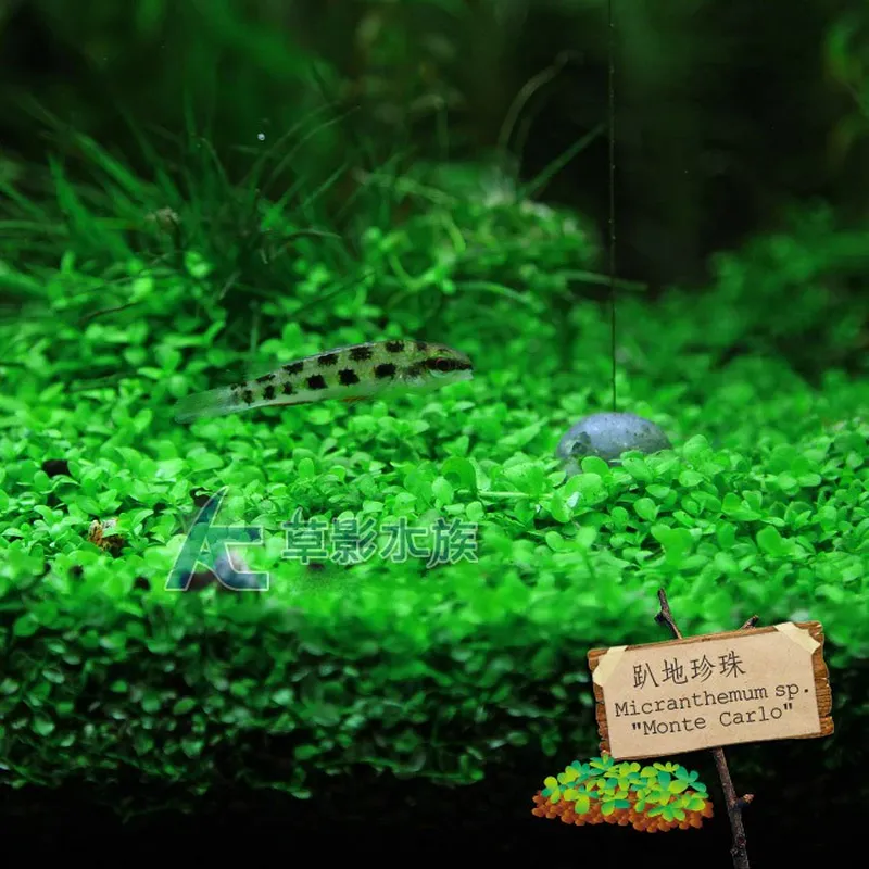 AC草影 趴地珍珠鐵片裝
