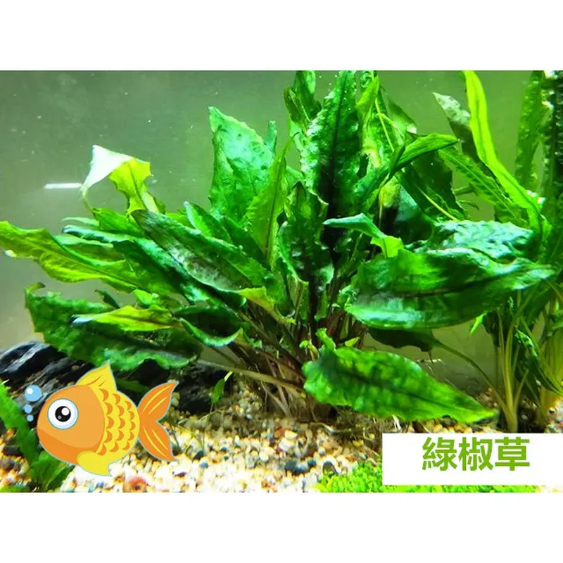 綠椒草（青椒草）水中葉 單株