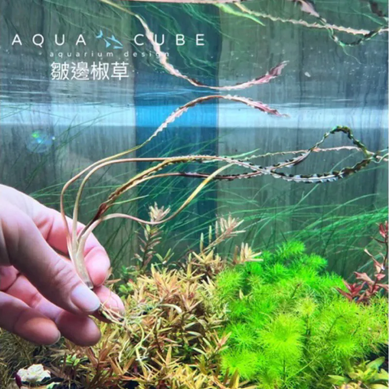 皺邊椒草（緞帶椒草）水中葉