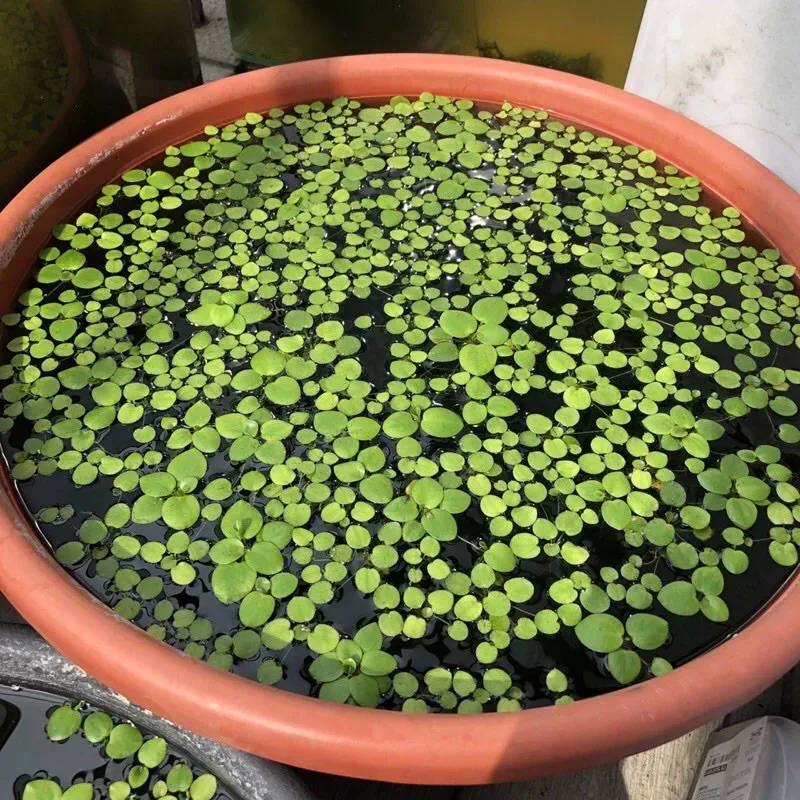 圓心萍浮萍水生植物