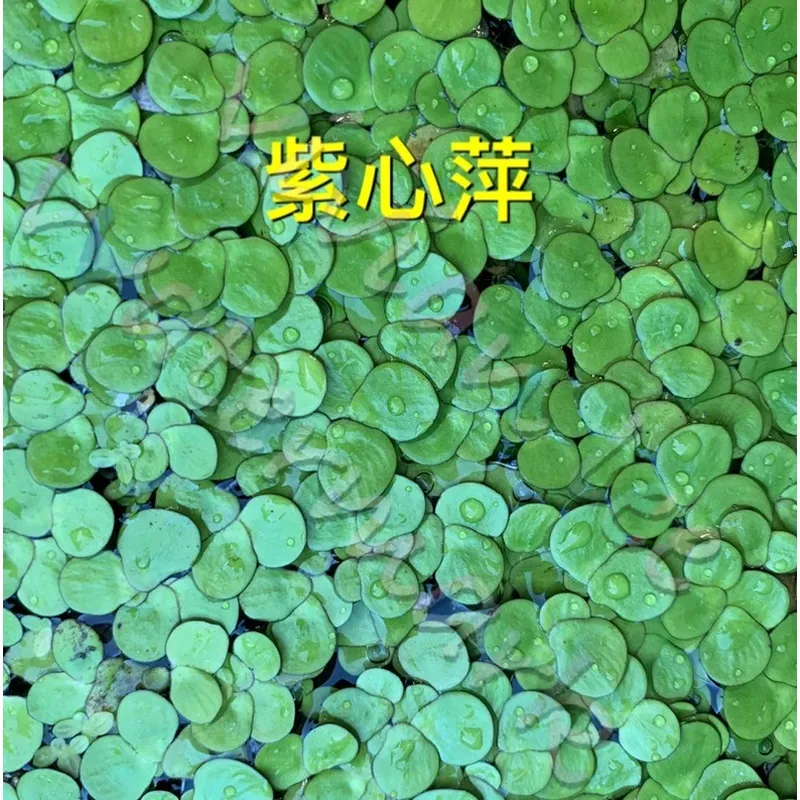 日本滿江紅（紅萍）