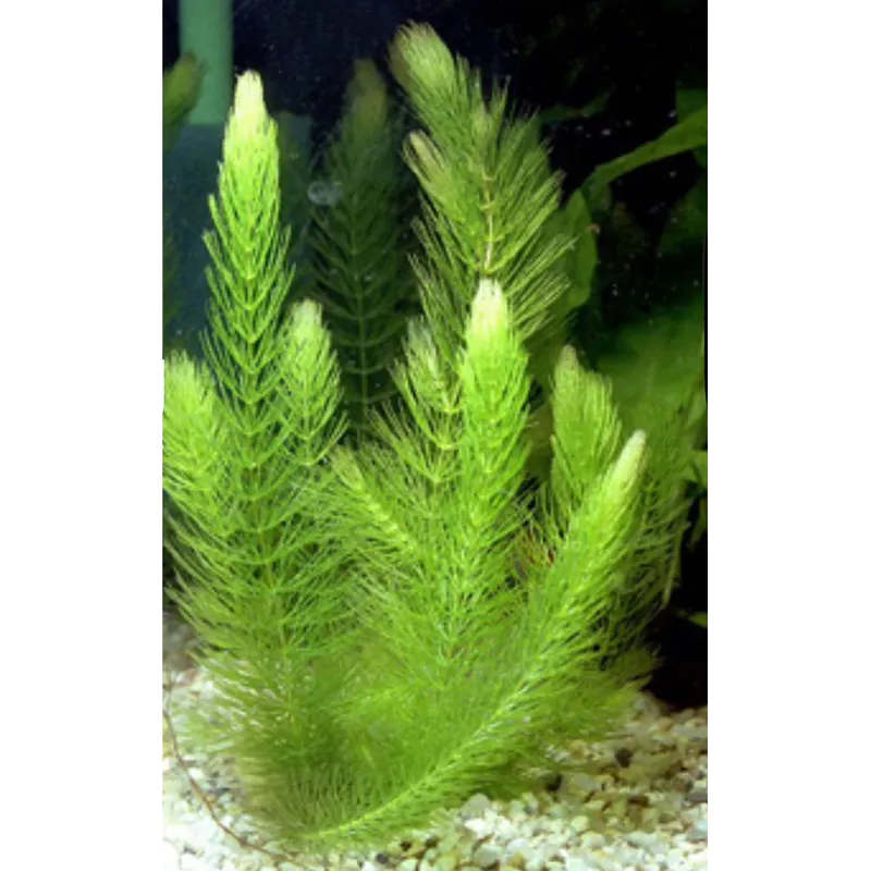 超好養金魚藻 新手入門款 單株10cm