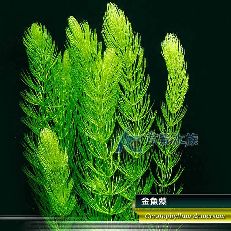 AC草影 金魚藻 十株耐熱新手水草