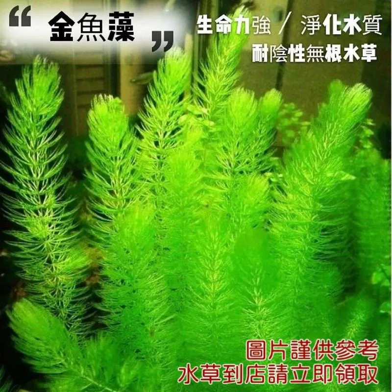一葉蓮 金魚藻 水生植物組合 10送2