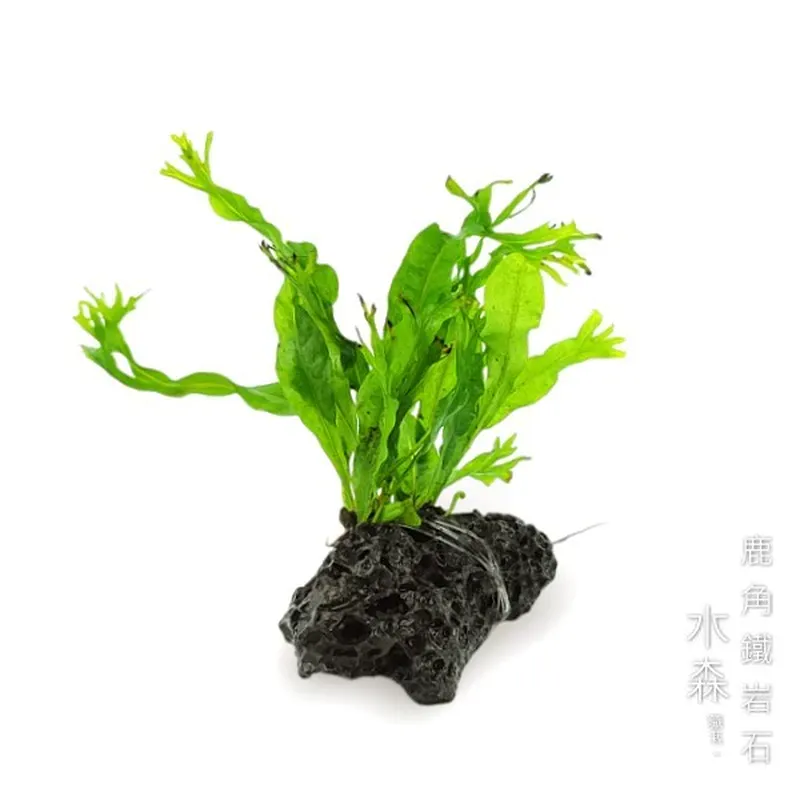 水森職栽 鹿角鐵皇冠火山岩