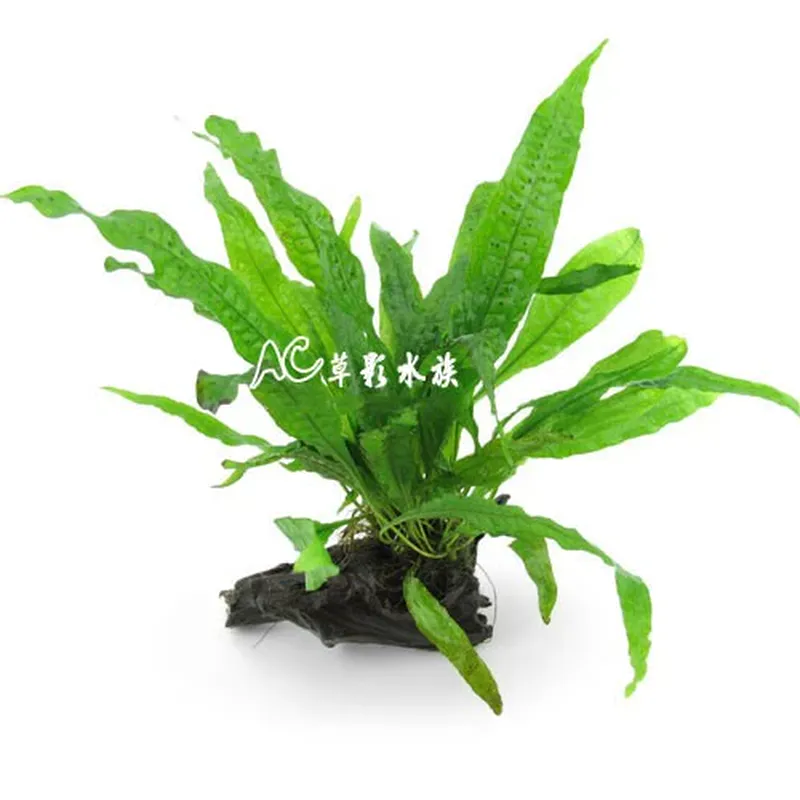 AC草影 鐵皇冠沉木（一棵）