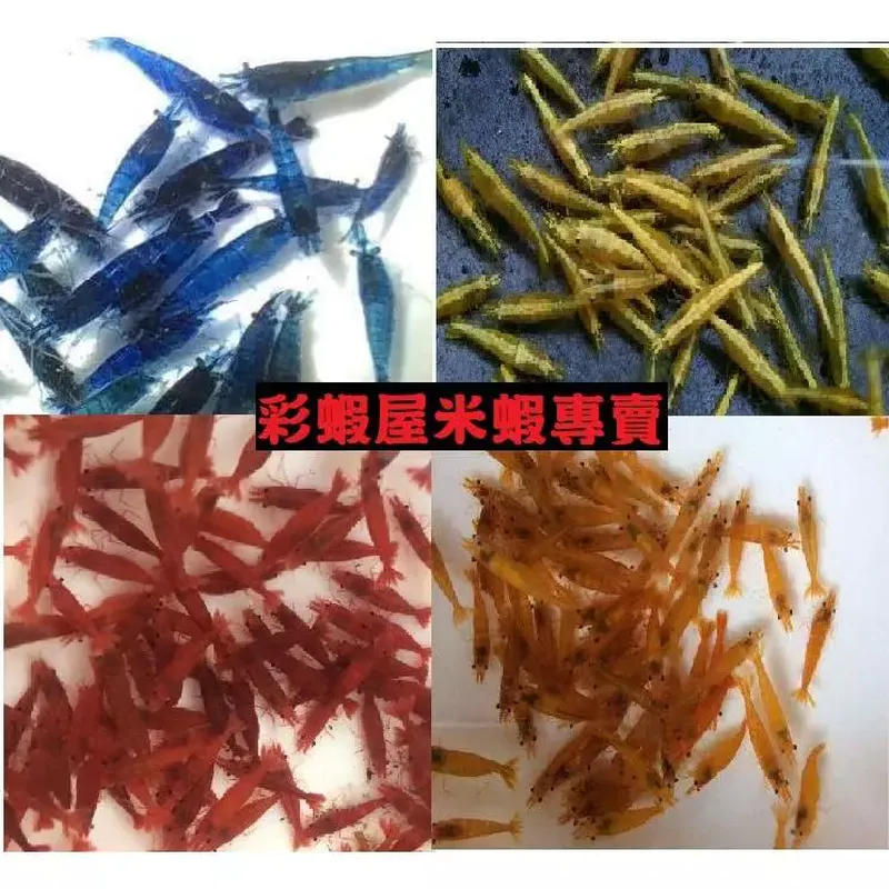 彩蝦屋米蝦觀賞蝦組合包（極火/玫瑰/香吉士/黃金米/雪球/藍絲絨/琉璃）