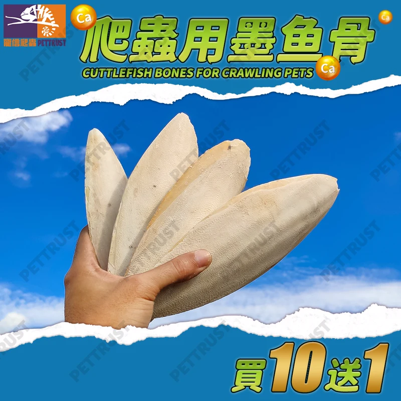 脫鹽墨魚骨整片（螺補鈣養殼）