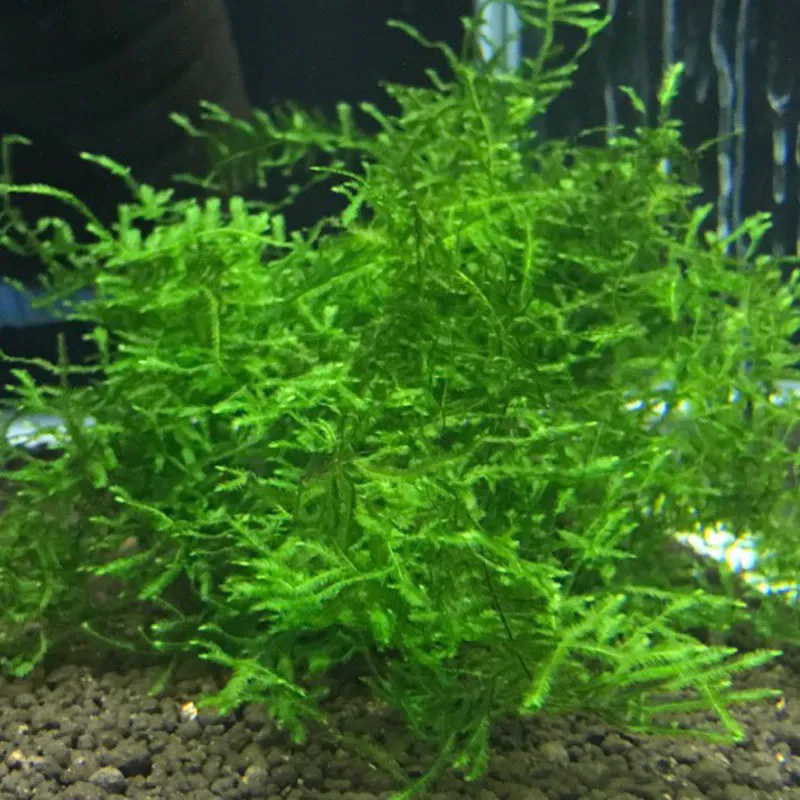 三角莫斯（攻略）