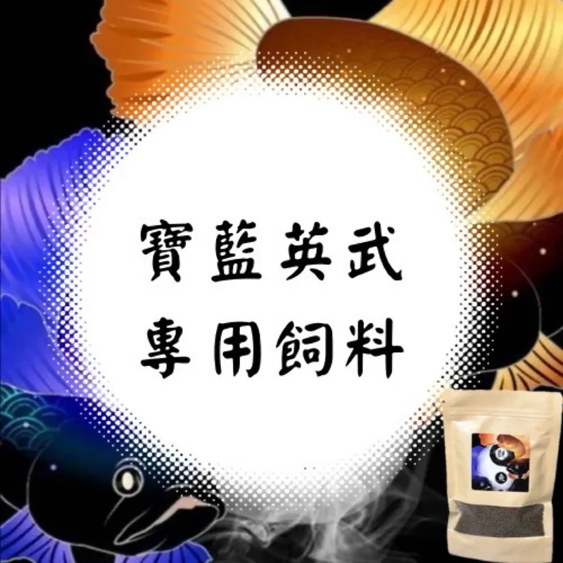 觀魚水族 藍寶／白金鸚鵡 3cm 活體