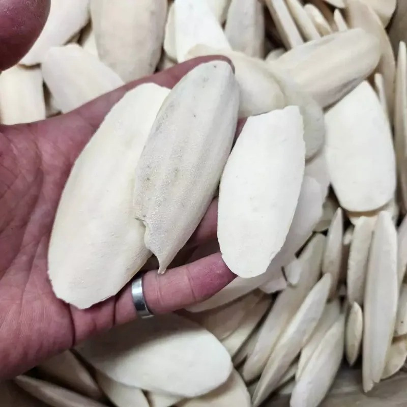 P老闆水族 墨魚骨（螺補鈣養殼）