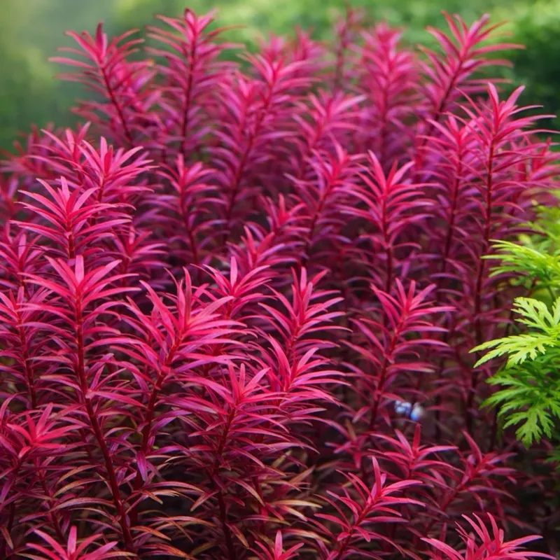 超級紅 新加坡紅宮廷