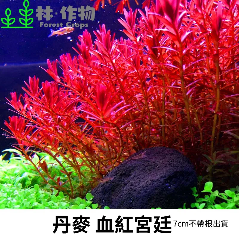 林作物 宮廷草大全