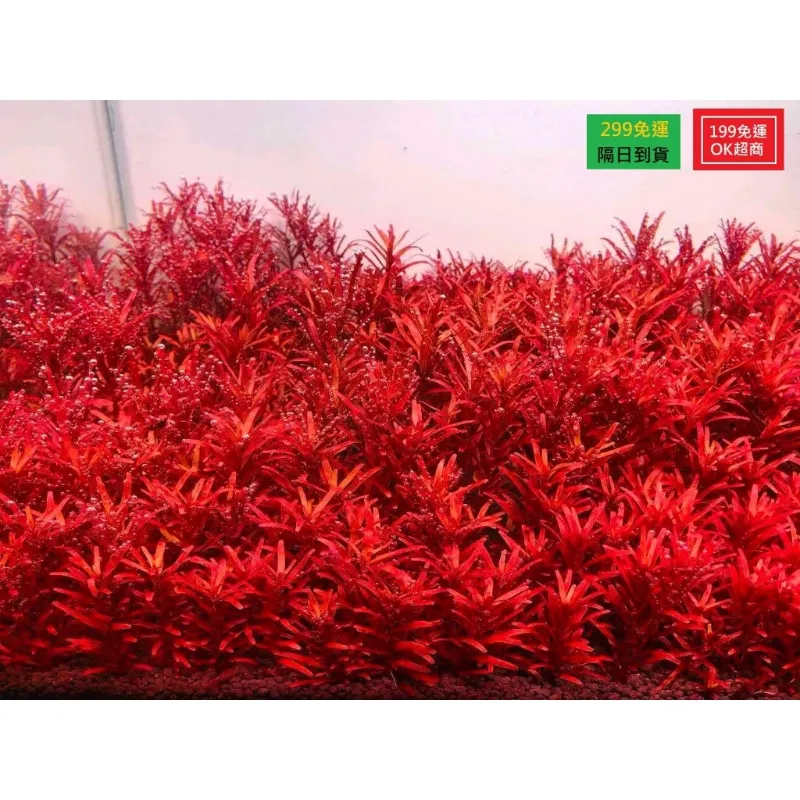 淺草屋 新加坡紅宮廷（水中葉）