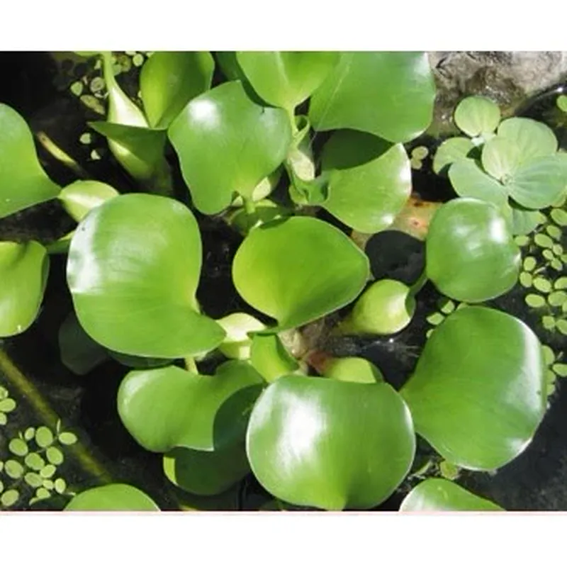 布袋蓮 淨化水質漂浮植物