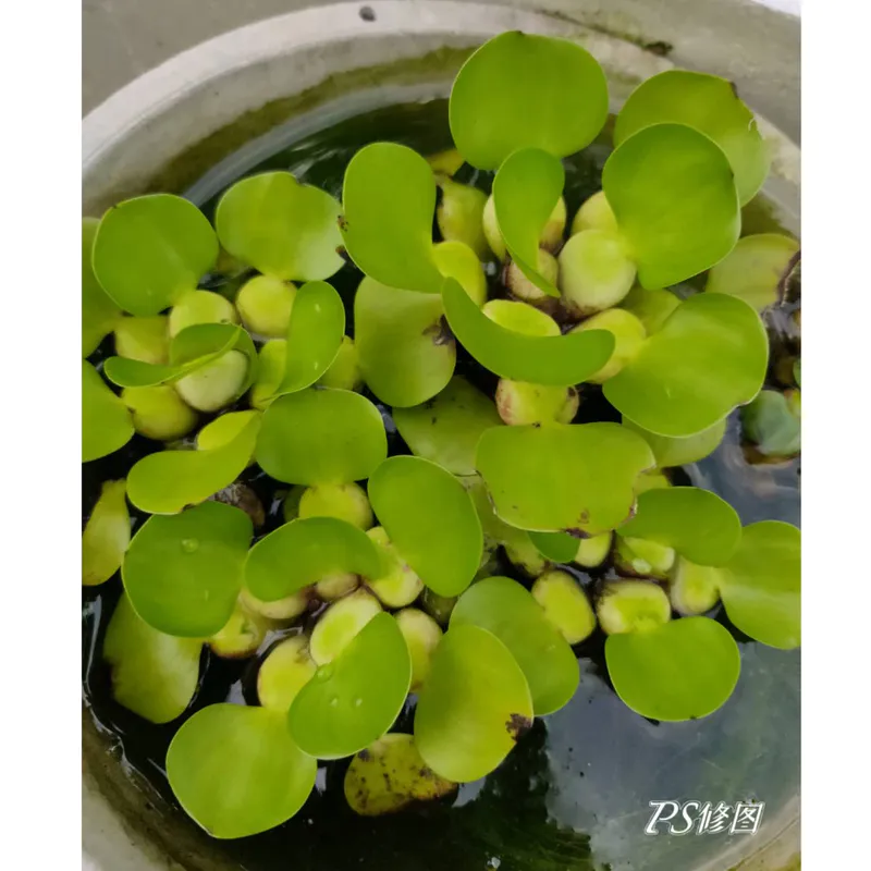 迷你布袋蓮／矮布袋蓮（蓮花缸漂浮植物）