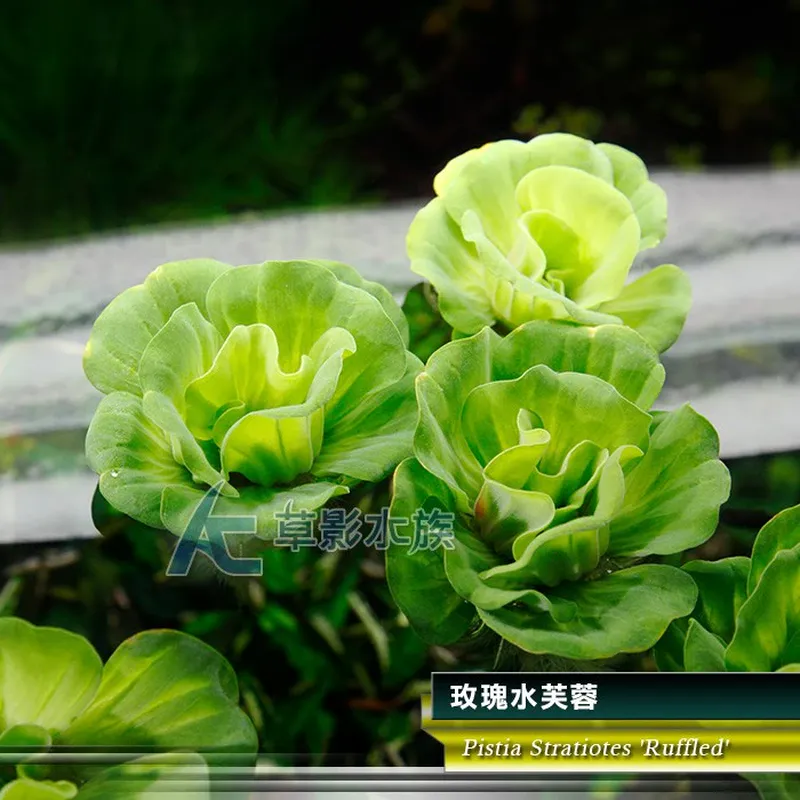 AC草影 玫瑰水芙蓉（一株）