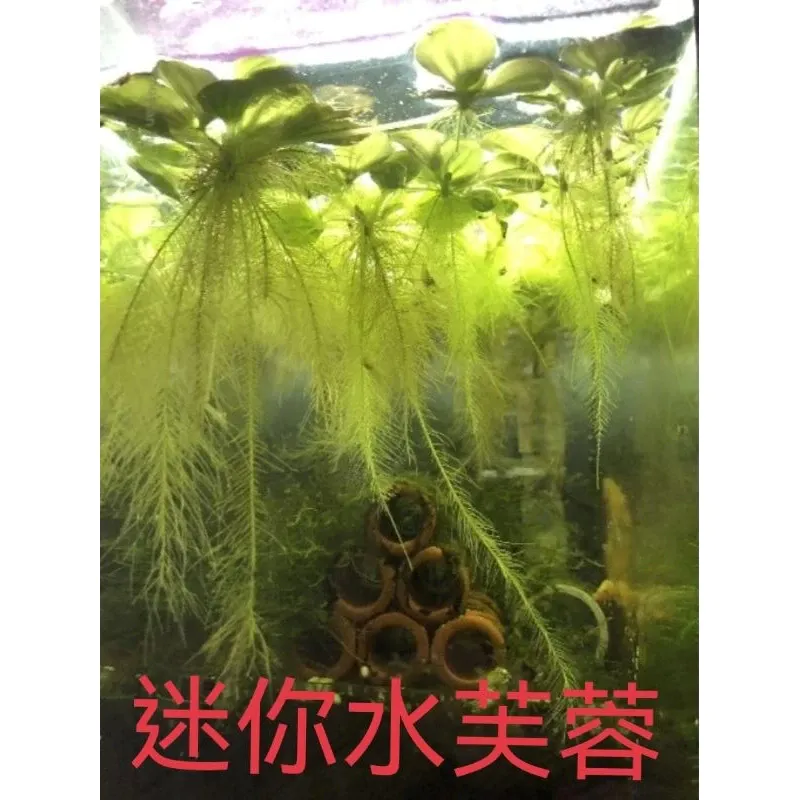 迷你水芙蓉／豹紋圓心萍 組合（買10送2）