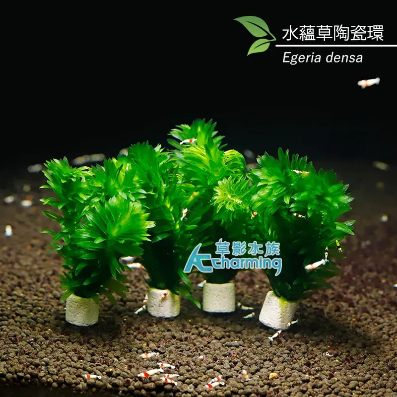 AC草影 水蘊草（十二株）