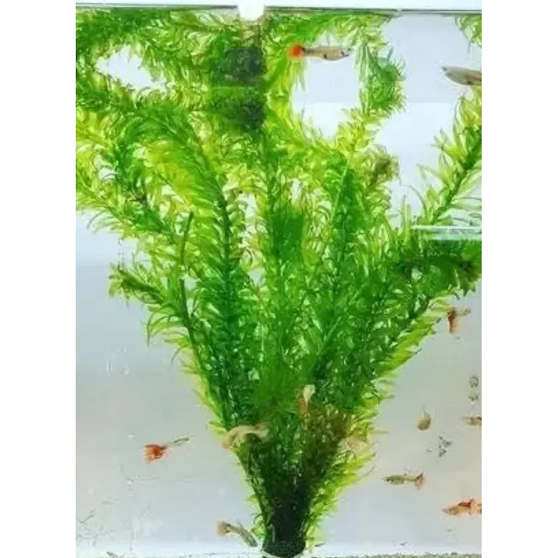 超好養 水蘊草 新手入門款