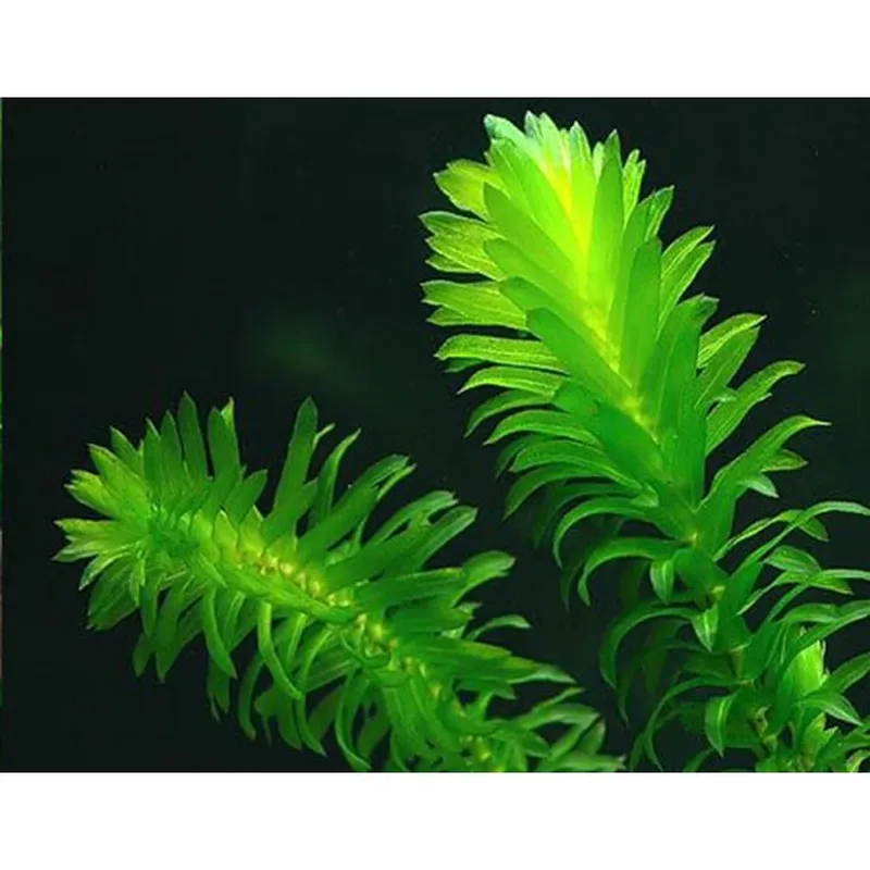 慢慢魚 水蘊草／蜈蚣草（耐熱免CO₂）